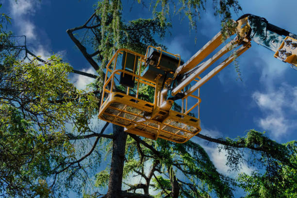 Best Tree Trimming and Pruning  in Pocatello, ID